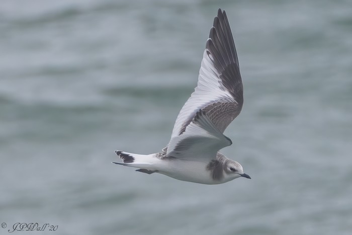 Sabine's Gull