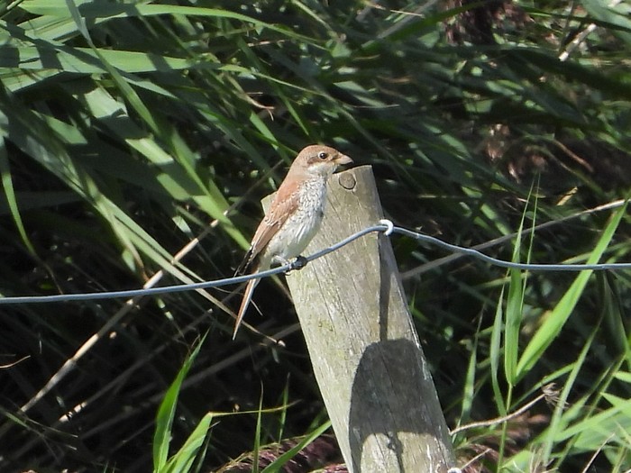 Red-backed Shrike