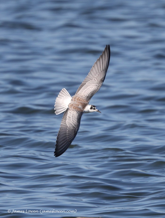 White-winged Black Tern