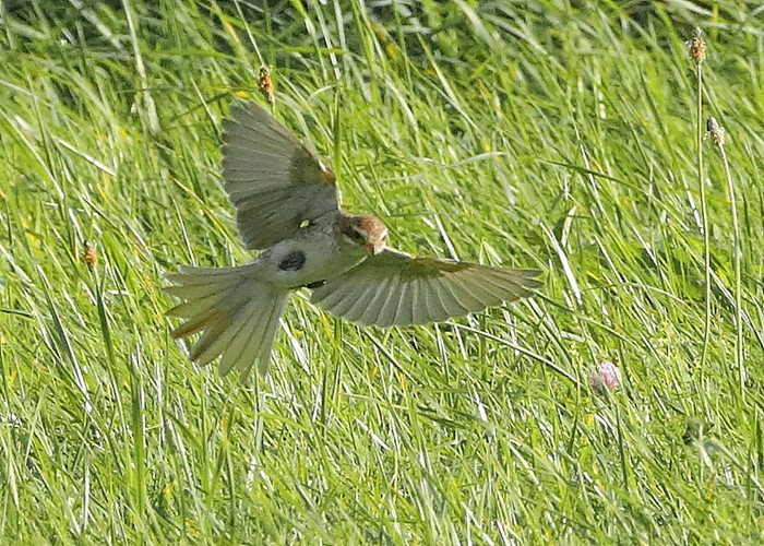Red-backed Shrike