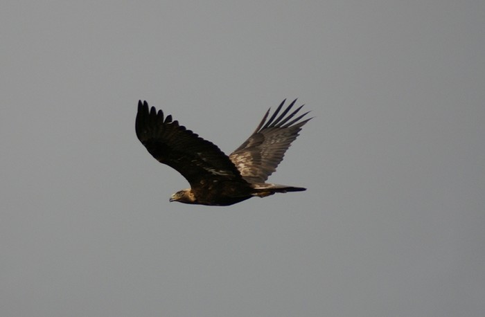 Golden Eagle