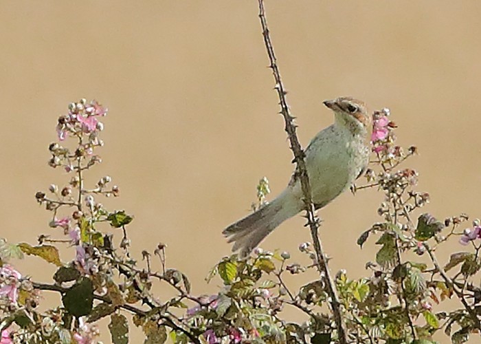 Red-backed Shrike