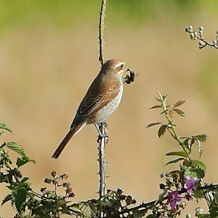 Red-backed Shrike