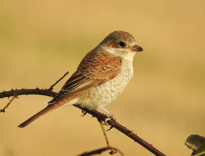 Red-backed Shrike