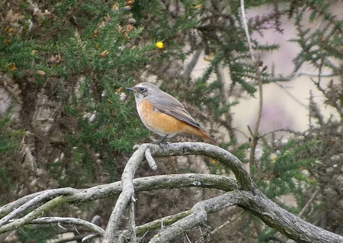 Redstart