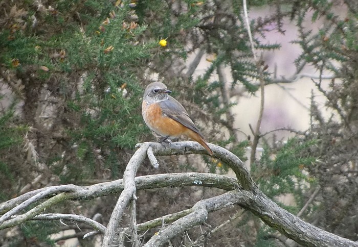 Redstart