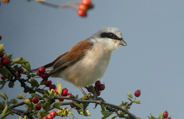 Red-backed Shrike