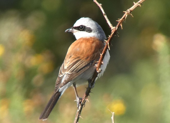 Red-backed Shrike