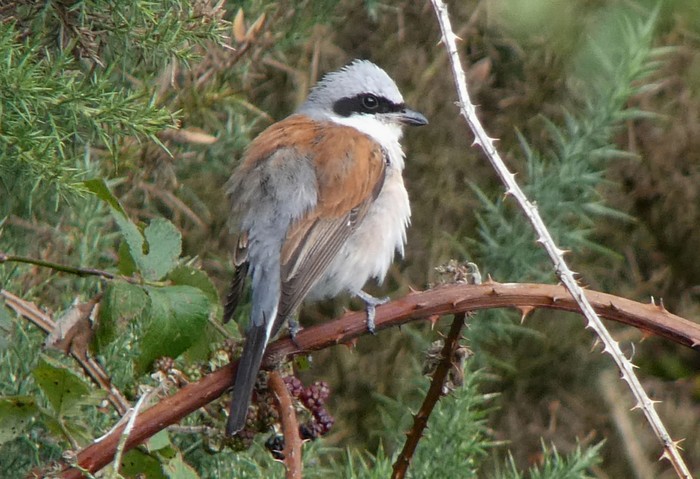 Red-backed Shrike