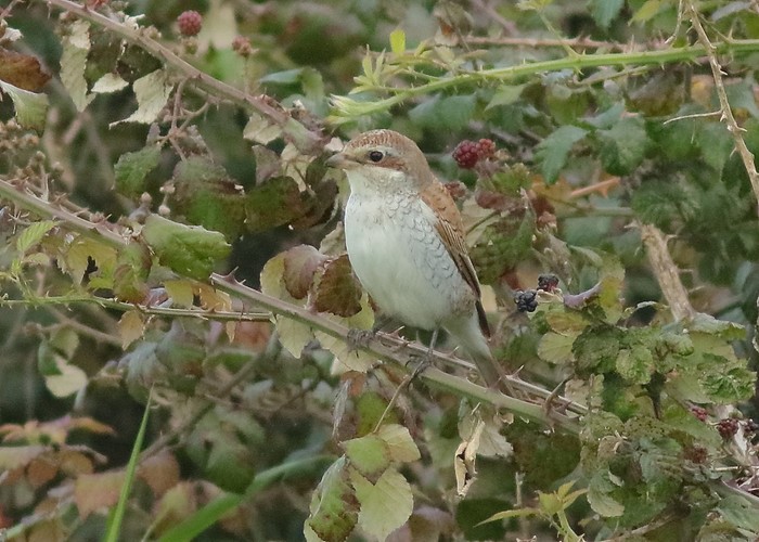 Red-backed Shrike