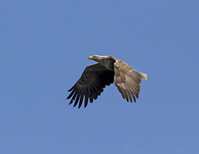 White-tailed Eagle