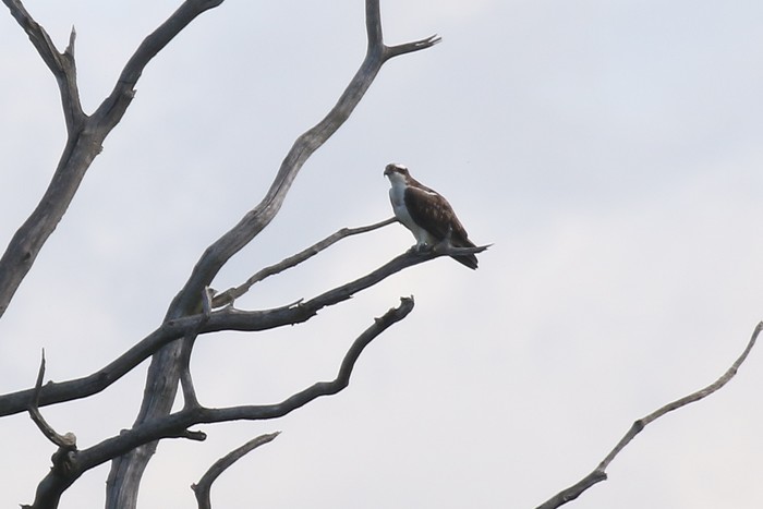 Osprey