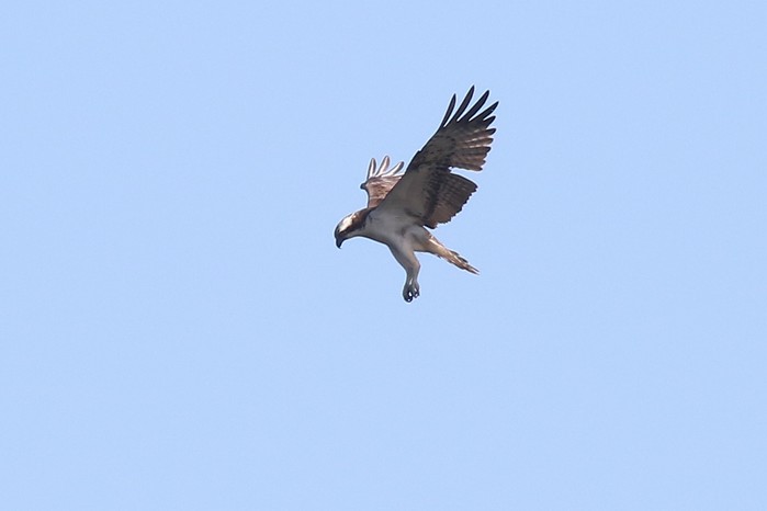 Osprey