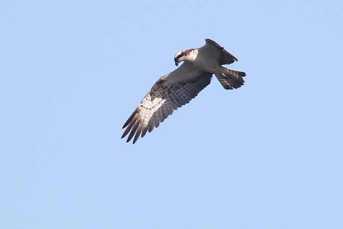 Osprey