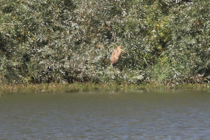 Purple Heron