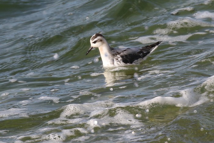 Grey Phalarope