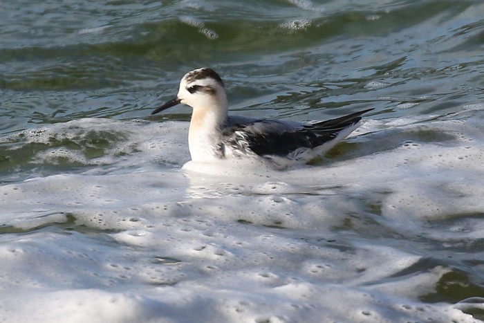 Grey Phalarope