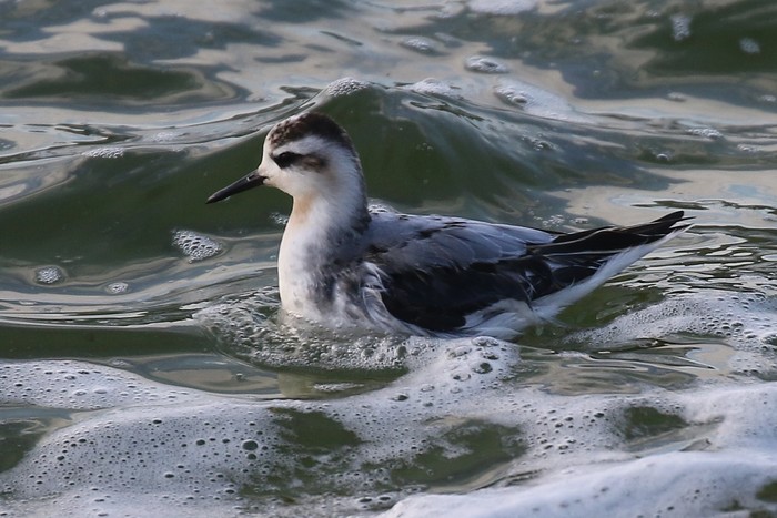 Grey Phalarope