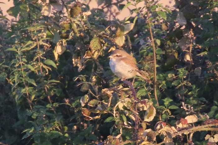 Red-backed Shrike