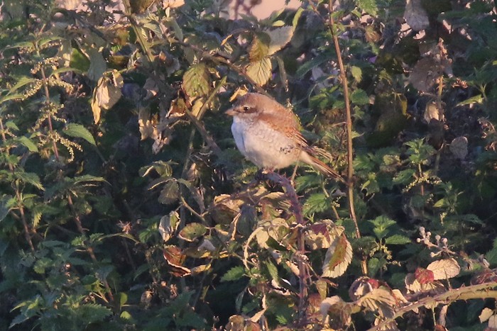 Red-backed Shrike