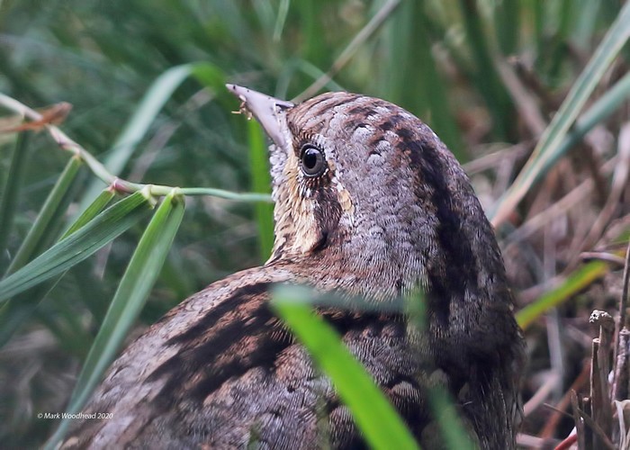 Wryneck