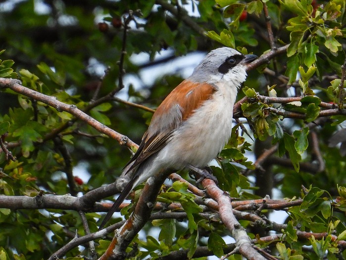 Red-backed Shrike