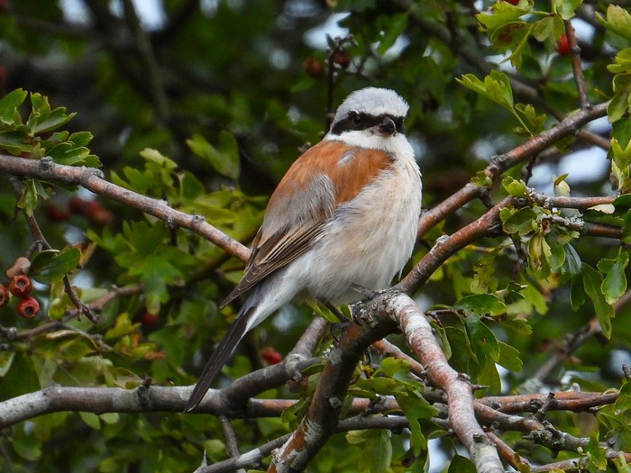 Red-backed Shrike