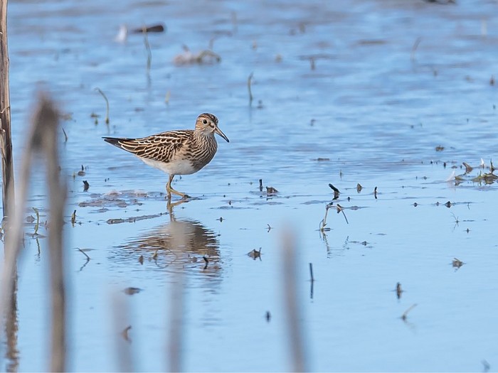 Pectoral Sandpiper