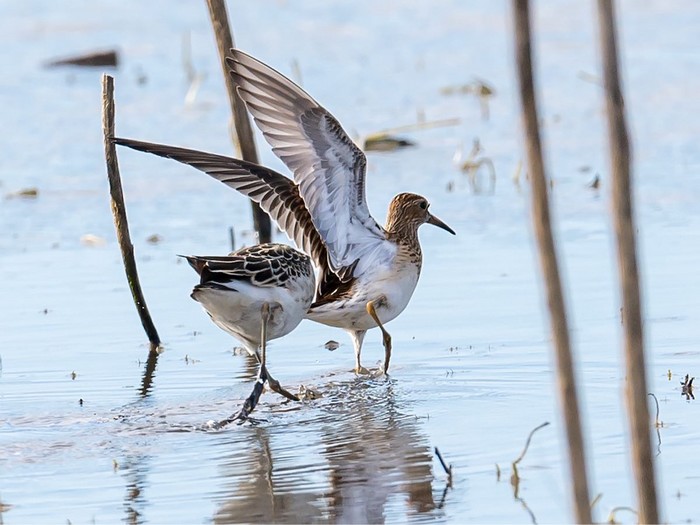 Pectoral Sandpiper