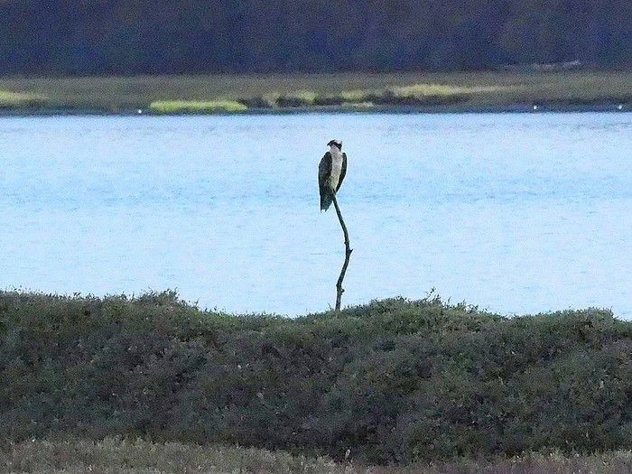 Osprey