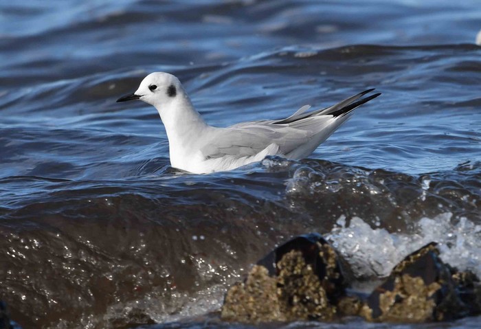 Bonaparte's Gull