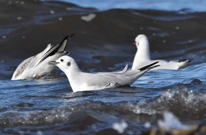 Bonaparte's Gull