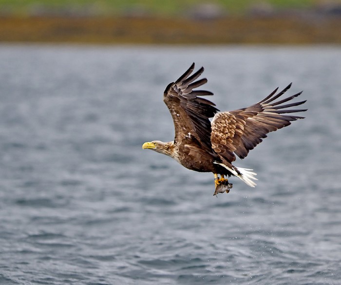 White-tailed Eagle