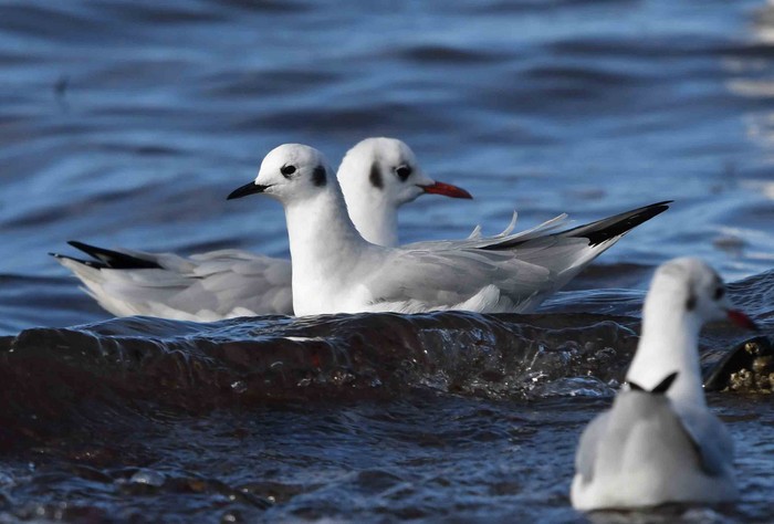 Bonaparte's Gull