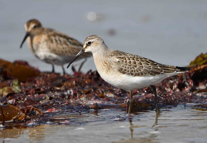 Curlew Sandpiper