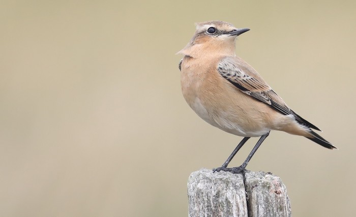 Wheatear