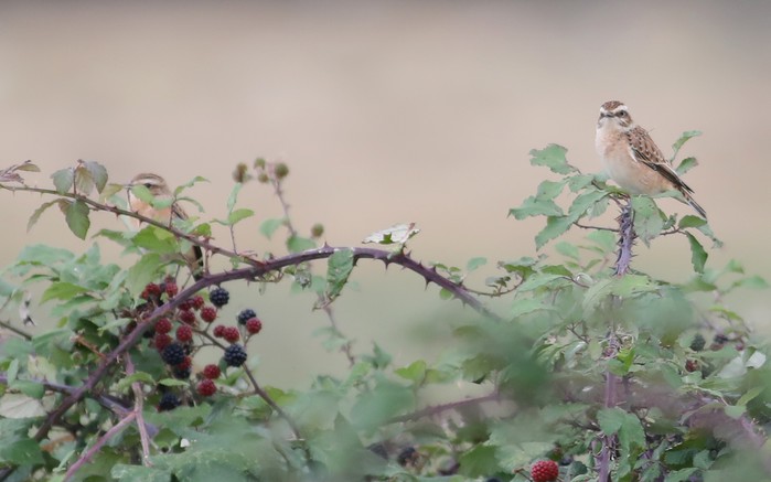 Whinchat