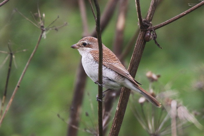 Red-backed Shrike