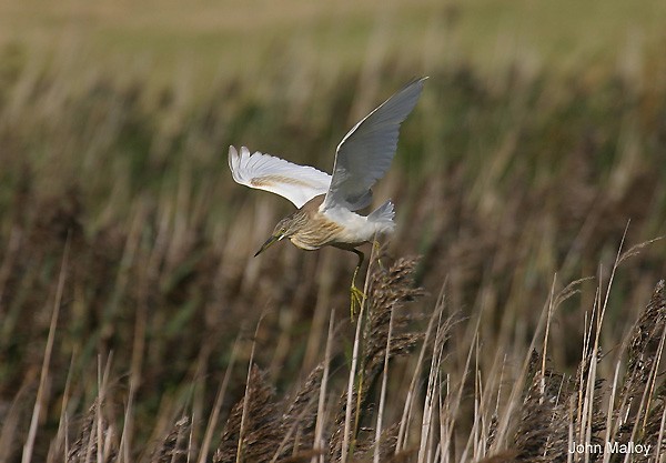 Squacco Heron