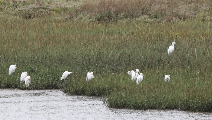 Cattle Egret