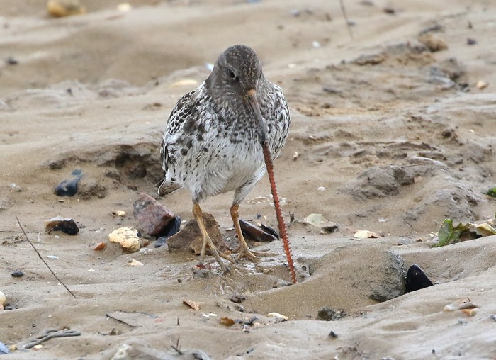 Purple Sandpiper