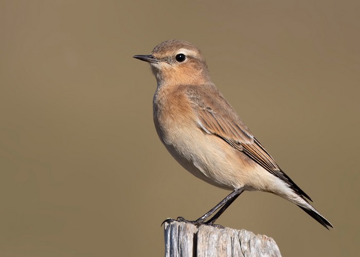 Wheatear