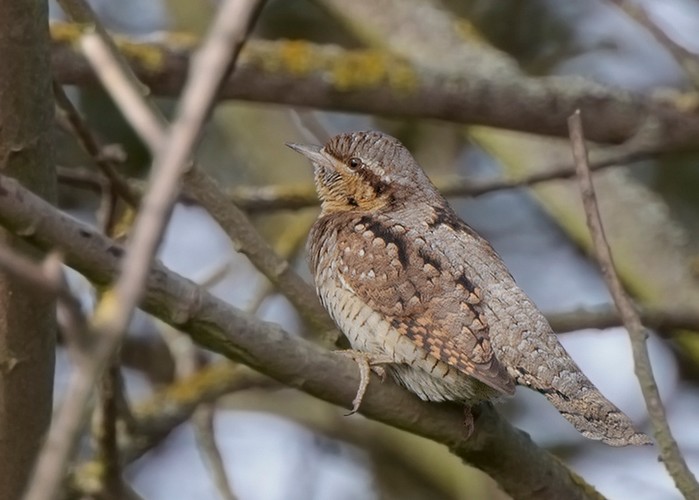 Wryneck