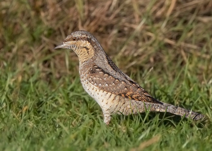 Wryneck