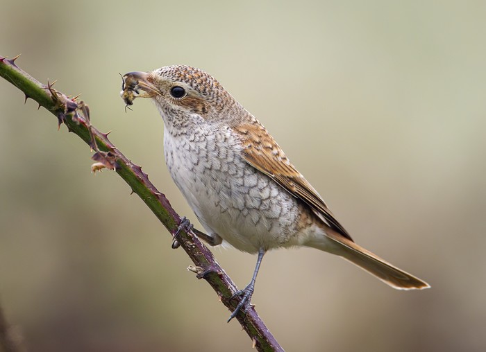 Red-backed Shrike