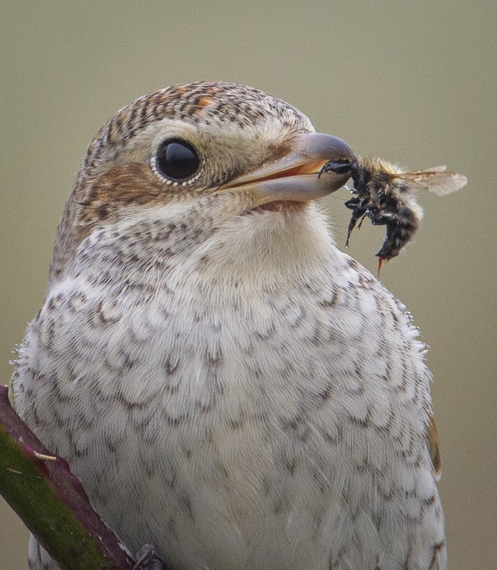 Red-backed Shrike