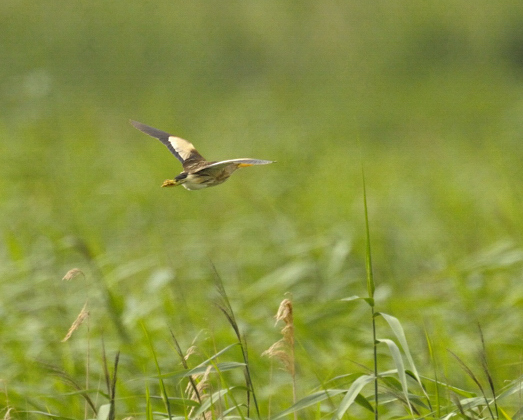 Little Bittern