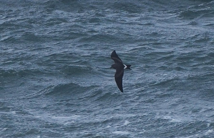 Leach's Petrel
