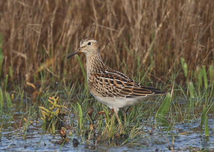 Pectoral Sandpiper