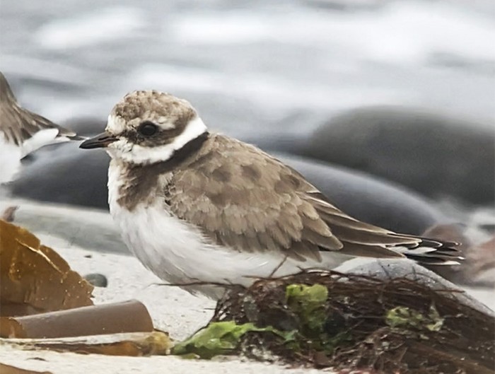 Semipalmated Plover
